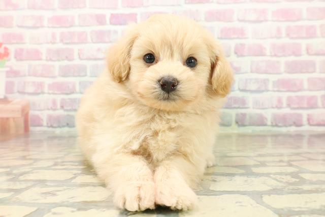 東京都のポメプー(ポメラニアン×プードル) (Coo&RIKU広尾店/2025年10月15日生まれ/男の子/アプリコット)の子犬の1枚目の画像