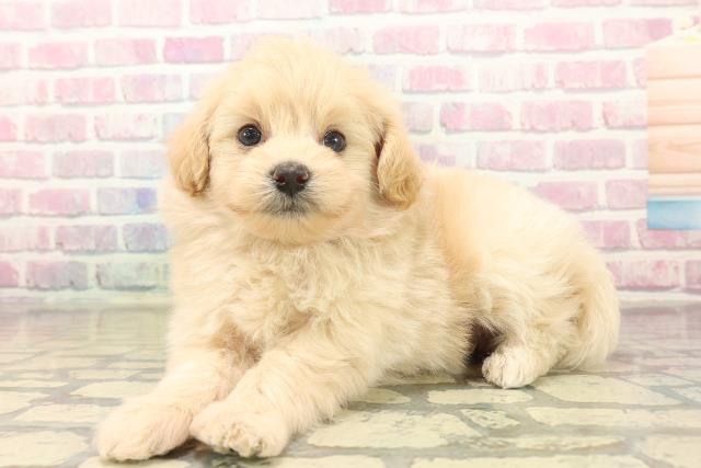 東京都のポメプー(ポメラニアン×プードル) (Coo&RIKU広尾店/2025年10月15日生まれ/男の子/アプリコット)の子犬の2枚目の画像