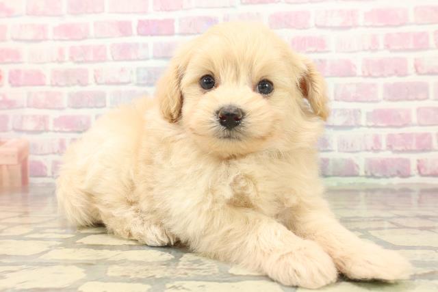 東京都のポメプー(ポメラニアン×プードル) (Coo&RIKU広尾店/2025年10月15日生まれ/男の子/アプリコット)の子犬の3枚目の画像