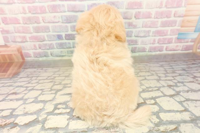 東京都のポメプー(ポメラニアン×プードル) (Coo&RIKU広尾店/2025年10月15日生まれ/男の子/アプリコット)の子犬の4枚目の画像