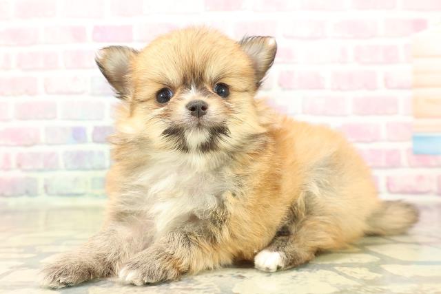 石川県のポメチワ/チワポメ/ポメチー(ポメラニアン×チワワ) (Coo&RIKU金沢店/2025年10月10日生まれ/男の子/レッド)の子犬の2枚目の画像