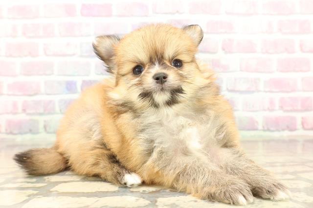 石川県のポメチワ/チワポメ/ポメチー(ポメラニアン×チワワ) (Coo&RIKU金沢店/2025年10月10日生まれ/男の子/レッド)の子犬の3枚目の画像