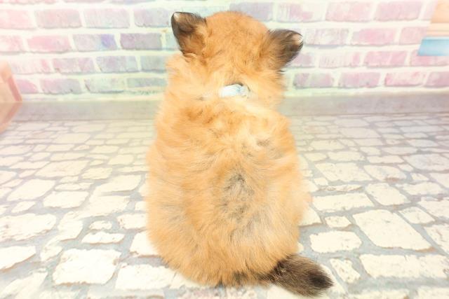 石川県のポメチワ/チワポメ/ポメチー(ポメラニアン×チワワ) (Coo&RIKU金沢店/2025年10月10日生まれ/男の子/レッド)の子犬の4枚目の画像