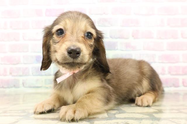 北海道のミニチュアダックスフンド(ロング) (Coo&RIKU帯広店/2025年10月19日生まれ/女の子/シェーデットイエロー)の子犬の2枚目の画像