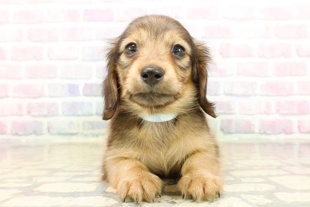 福島県のミニチュアダックスフンド(ロング) (Coo&RIKU会津若松店/2025年10月19日生まれ/男の子/シェーデットイエロー)の子犬の1枚目の画像