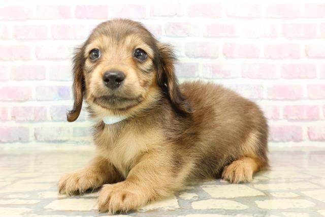 福島県のミニチュアダックスフンド(ロング) (Coo&RIKU会津若松店/2025年10月19日生まれ/男の子/シェーデットイエロー)の子犬の2枚目の画像