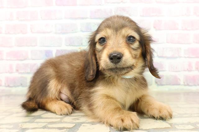 福島県のミニチュアダックスフンド(ロング) (Coo&RIKU会津若松店/2025年10月19日生まれ/男の子/シェーデットイエロー)の子犬の3枚目の画像