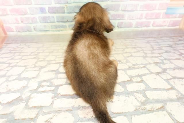 福島県のミニチュアダックスフンド(ロング) (Coo&RIKU会津若松店/2025年10月19日生まれ/男の子/シェーデットイエロー)の子犬の4枚目の画像