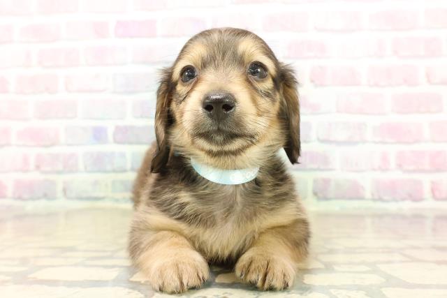 新潟県のミニチュアダックスフンド(ロング) (Coo&RIKU新潟西店/2025年10月19日生まれ/男の子/シェーデットイエロー)の子犬の1枚目の画像