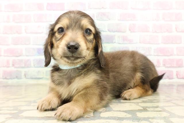 新潟県のミニチュアダックスフンド(ロング) (Coo&RIKU新潟西店/2025年10月19日生まれ/男の子/シェーデットイエロー)の子犬の2枚目の画像