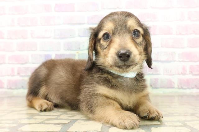 新潟県のミニチュアダックスフンド(ロング) (Coo&RIKU新潟西店/2025年10月19日生まれ/男の子/シェーデットイエロー)の子犬の3枚目の画像