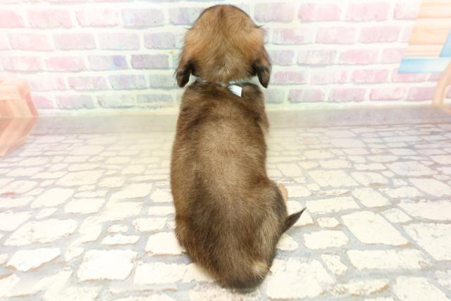 新潟県のミニチュアダックスフンド(ロング) (Coo&RIKU新潟西店/2025年10月19日生まれ/男の子/シェーデットイエロー)の子犬の4枚目の画像