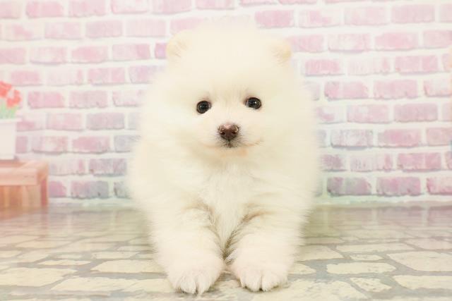 新潟県のポメラニアン (Coo&RIKU上越店/2025年10月19日生まれ/女の子/クリーム)の子犬の1枚目の画像