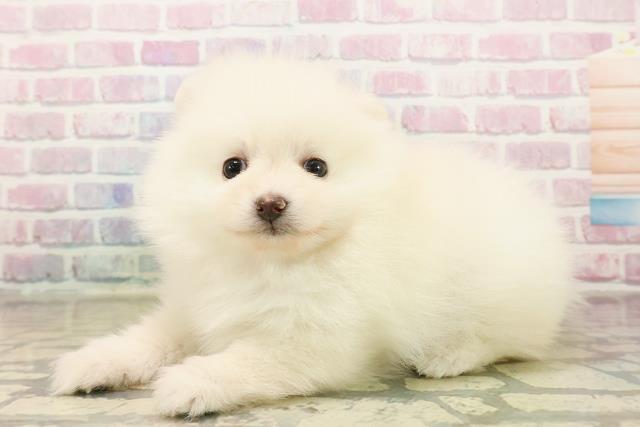 新潟県のポメラニアン (Coo&RIKU上越店/2025年10月19日生まれ/女の子/クリーム)の子犬の2枚目の画像