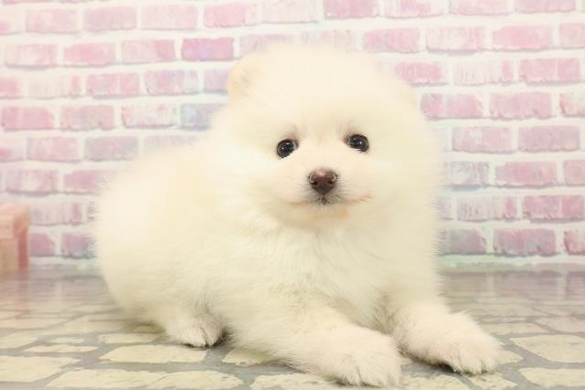 新潟県のポメラニアン (Coo&RIKU上越店/2025年10月19日生まれ/女の子/クリーム)の子犬の3枚目の画像