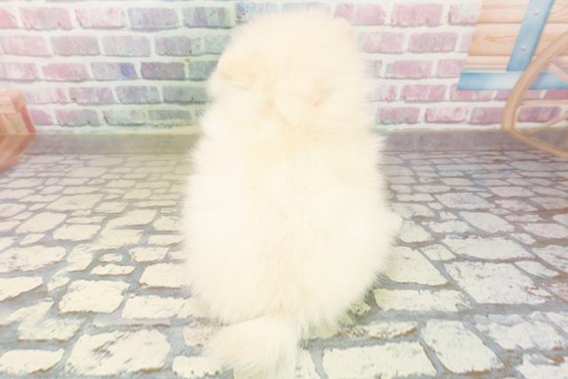 新潟県のポメラニアン (Coo&RIKU上越店/2025年10月19日生まれ/女の子/クリーム)の子犬の4枚目の画像