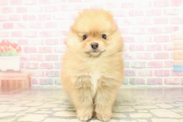 沖縄県のポメラニアン (Coo&RIKU沖縄浦添店/2025年10月19日生まれ/男の子/オレンジ)の子犬の1枚目の画像