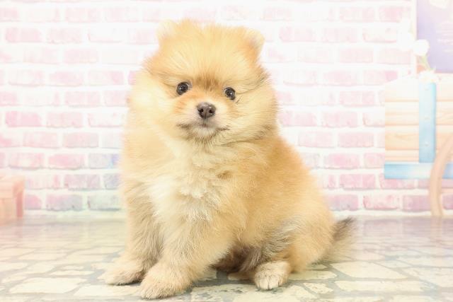 沖縄県のポメラニアン (Coo&RIKU沖縄浦添店/2025年10月19日生まれ/男の子/オレンジ)の子犬の2枚目の画像