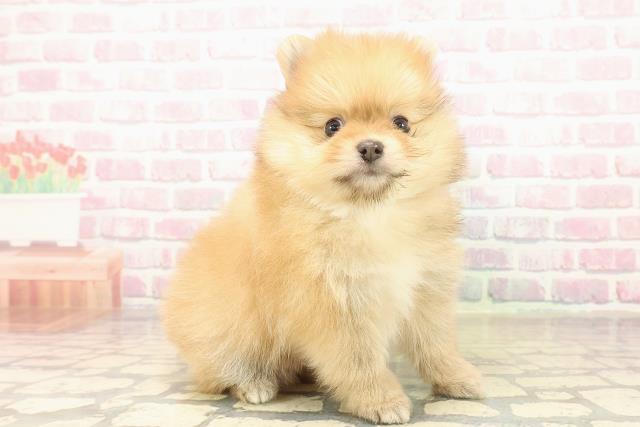 沖縄県のポメラニアン (Coo&RIKU沖縄浦添店/2025年10月19日生まれ/男の子/オレンジ)の子犬の3枚目の画像