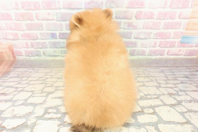 沖縄県のポメラニアン (Coo&RIKU沖縄浦添店/2025年10月19日生まれ/男の子/オレンジ)の子犬の4枚目の画像