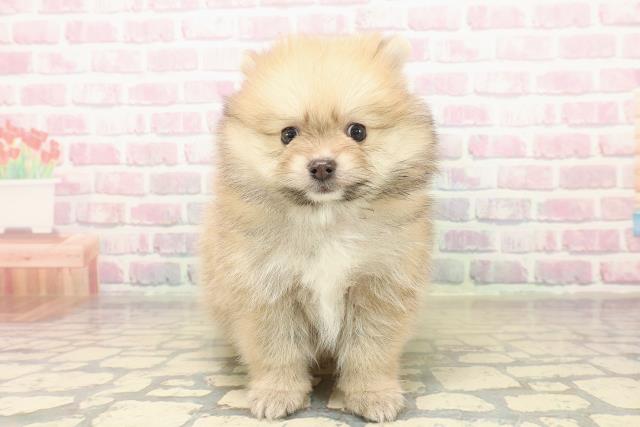 山形県のポメラニアン (Coo&RIKUイオンタウン酒田店/2025年10月19日生まれ/男の子/オレンジ)の子犬の1枚目の画像