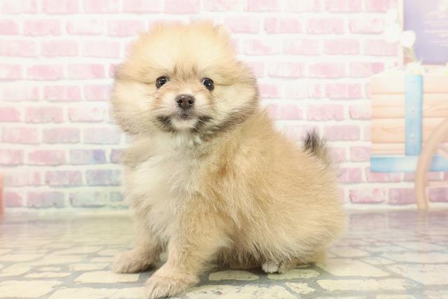 山形県のポメラニアン (Coo&RIKUイオンタウン酒田店/2025年10月19日生まれ/男の子/オレンジ)の子犬の2枚目の画像