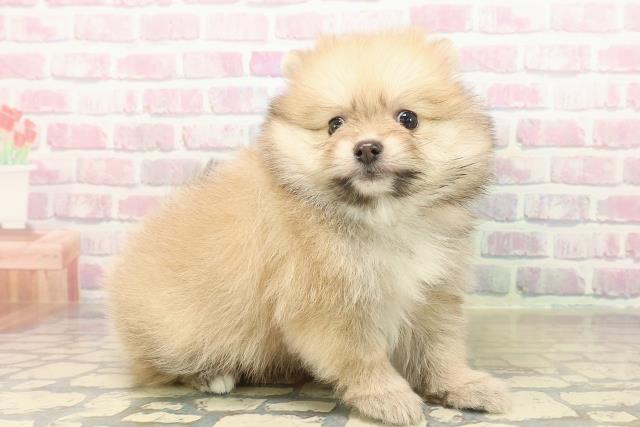 山形県のポメラニアン (Coo&RIKUイオンタウン酒田店/2025年10月19日生まれ/男の子/オレンジ)の子犬の3枚目の画像