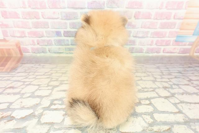 山形県のポメラニアン (Coo&RIKUイオンタウン酒田店/2025年10月19日生まれ/男の子/オレンジ)の子犬の4枚目の画像