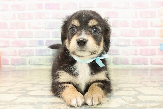 東京都のチワックス(チワワ×ダックス) (Coo&RIKU足立本店/2025年10月18日生まれ/男の子/ブラックタンホワイト)の子犬