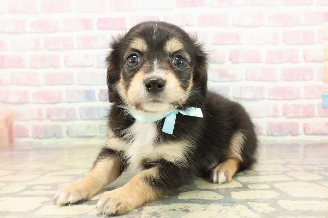 東京都のチワックス(チワワ×ダックス) (Coo&RIKU足立本店/2025年10月18日生まれ/男の子/ブラックタンホワイト)の子犬の2枚目の画像