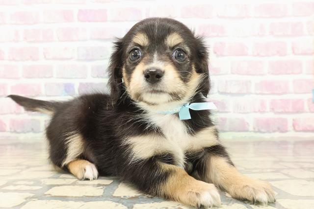 東京都のチワックス(チワワ×ダックス) (Coo&RIKU足立本店/2025年10月18日生まれ/男の子/ブラックタンホワイト)の子犬の3枚目の画像