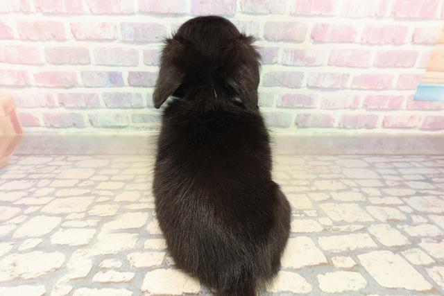 東京都のチワックス(チワワ×ダックス) (Coo&RIKU足立本店/2025年10月18日生まれ/男の子/ブラックタンホワイト)の子犬の4枚目の画像