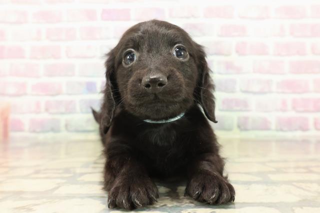 青森県のカニンヘンダックスフンド(ロング) (Coo&RIKU八戸店/2025年10月18日生まれ/男の子/ブラックソリッド)の子犬の1枚目の画像