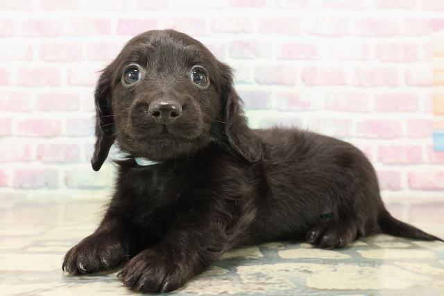 青森県のカニンヘンダックスフンド(ロング) (Coo&RIKU八戸店/2025年10月18日生まれ/男の子/ブラックソリッド)の子犬の2枚目の画像