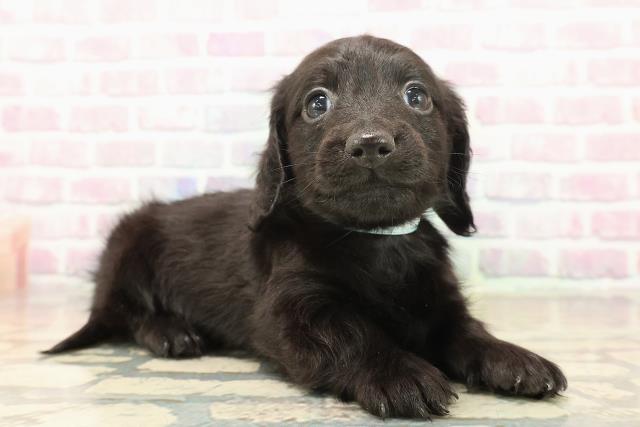 青森県のカニンヘンダックスフンド(ロング) (Coo&RIKU八戸店/2025年10月18日生まれ/男の子/ブラックソリッド)の子犬の3枚目の画像