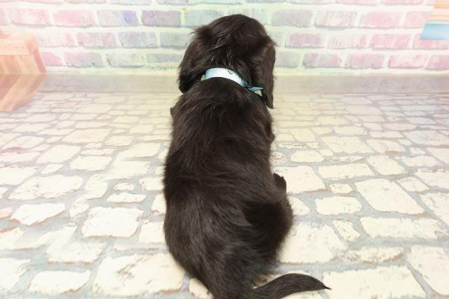 青森県のカニンヘンダックスフンド(ロング) (Coo&RIKU八戸店/2025年10月18日生まれ/男の子/ブラックソリッド)の子犬の4枚目の画像