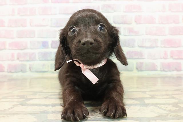 新潟県のカニンヘンダックスフンド(ロング) (Coo&RIKUイオンモール新発田店/2025年10月18日生まれ/女の子/ブラックソリッド)の子犬の1枚目の画像