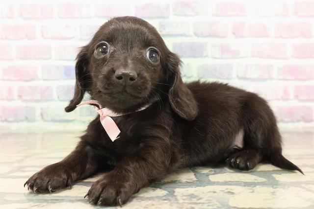 新潟県のカニンヘンダックスフンド(ロング) (Coo&RIKUイオンモール新発田店/2025年10月18日生まれ/女の子/ブラックソリッド)の子犬の2枚目の画像