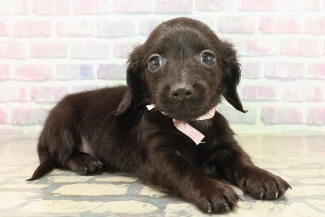 新潟県のカニンヘンダックスフンド(ロング) (Coo&RIKUイオンモール新発田店/2025年10月18日生まれ/女の子/ブラックソリッド)の子犬の3枚目の画像