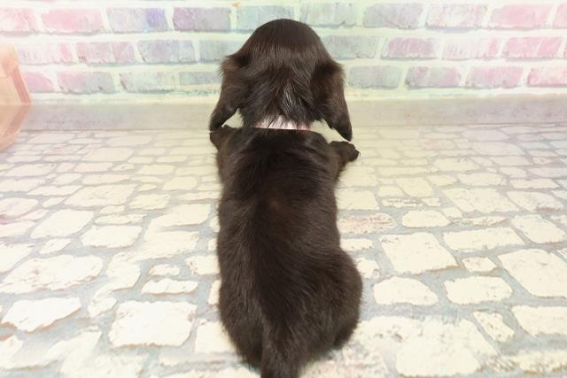 新潟県のカニンヘンダックスフンド(ロング) (Coo&RIKUイオンモール新発田店/2025年10月18日生まれ/女の子/ブラックソリッド)の子犬の4枚目の画像