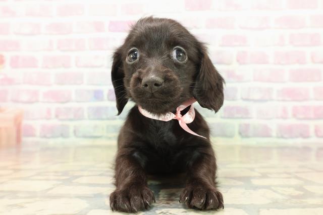 新潟県のカニンヘンダックスフンド(ロング) (Coo&RIKU上越店/2025年10月18日生まれ/女の子/ブラックソリッド)の子犬の1枚目の画像