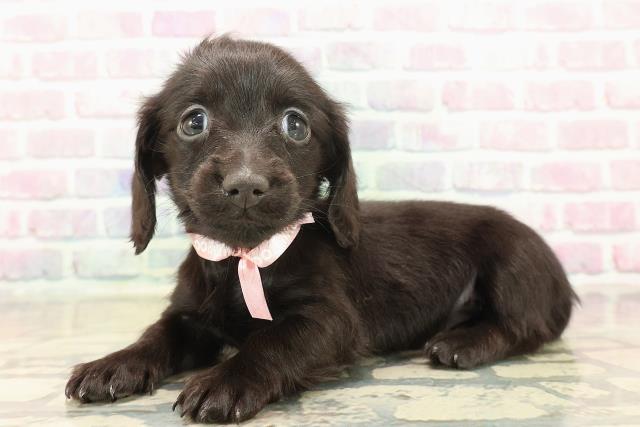 新潟県のカニンヘンダックスフンド(ロング) (Coo&RIKU上越店/2025年10月18日生まれ/女の子/ブラックソリッド)の子犬の2枚目の画像