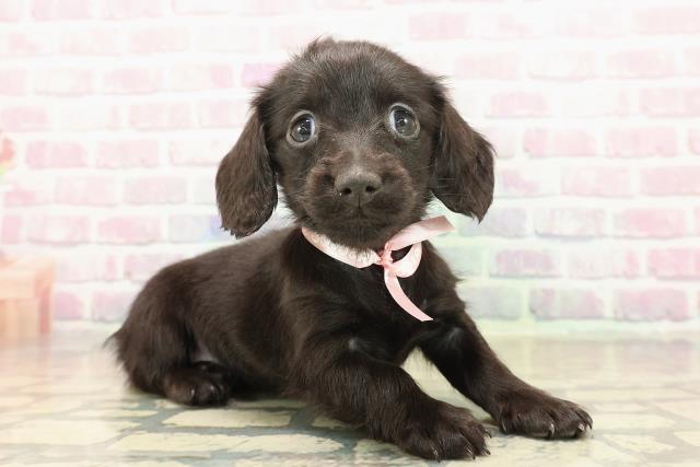 新潟県のカニンヘンダックスフンド(ロング) (Coo&RIKU上越店/2025年10月18日生まれ/女の子/ブラックソリッド)の子犬の3枚目の画像