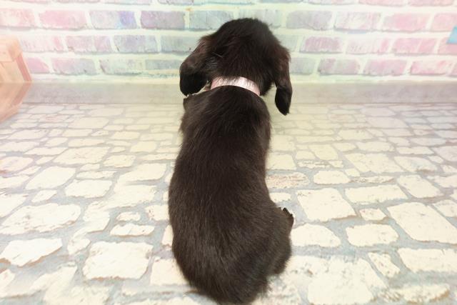 新潟県のカニンヘンダックスフンド(ロング) (Coo&RIKU上越店/2025年10月18日生まれ/女の子/ブラックソリッド)の子犬の4枚目の画像