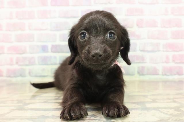 沖縄県のカニンヘンダックスフンド(ロング) (Coo&RIKUイオン北谷店/2025年10月18日生まれ/女の子/ブラックソリッド)の子犬の1枚目の画像