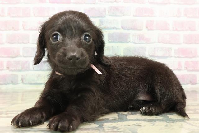 沖縄県のカニンヘンダックスフンド(ロング) (Coo&RIKUイオン北谷店/2025年10月18日生まれ/女の子/ブラックソリッド)の子犬の2枚目の画像