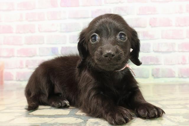 沖縄県のカニンヘンダックスフンド(ロング) (Coo&RIKUイオン北谷店/2025年10月18日生まれ/女の子/ブラックソリッド)の子犬の3枚目の画像