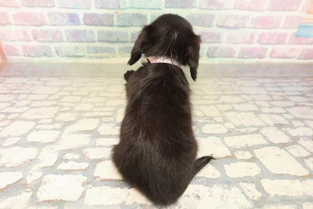 沖縄県のカニンヘンダックスフンド(ロング) (Coo&RIKUイオン北谷店/2025年10月18日生まれ/女の子/ブラックソリッド)の子犬の4枚目の画像