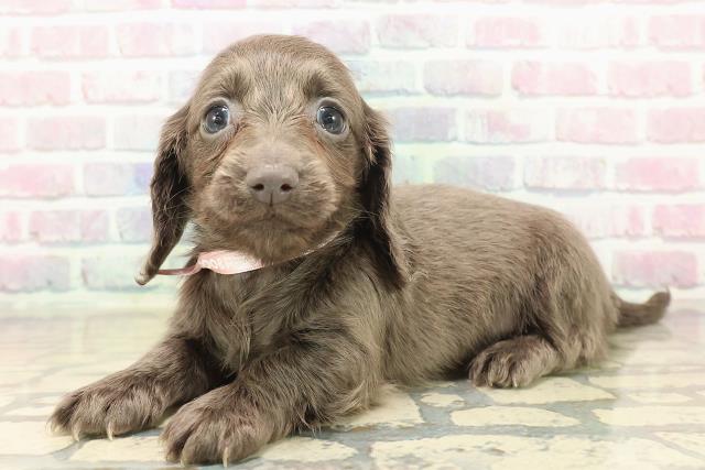 東京都のカニンヘンダックスフンド(ロング) (Coo&RIKU浅草店/2025年10月18日生まれ/女の子/ブルーソリッド)の子犬の2枚目の画像