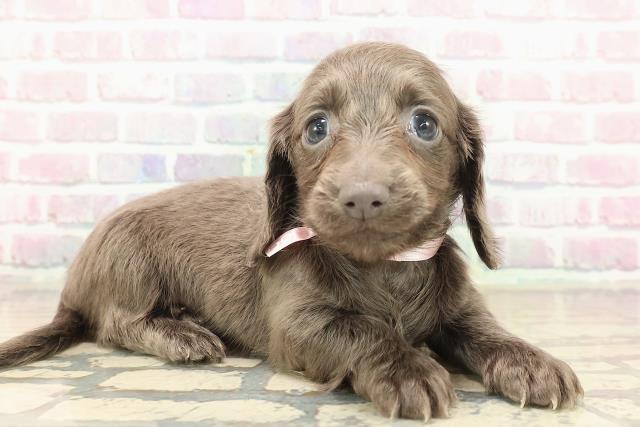 東京都のカニンヘンダックスフンド(ロング) (Coo&RIKU浅草店/2025年10月18日生まれ/女の子/ブルーソリッド)の子犬の3枚目の画像